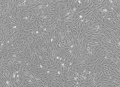 OriCell™ SD Rat Adipose-derived Mesenchymal Stem Cells