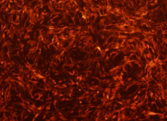 SD Rat Adipose-derived Mesenchymal Stem Cells With RFP