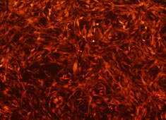 OriCell™ SD Rat Bone Marrow Mesenchymal Stem Cells With RFP