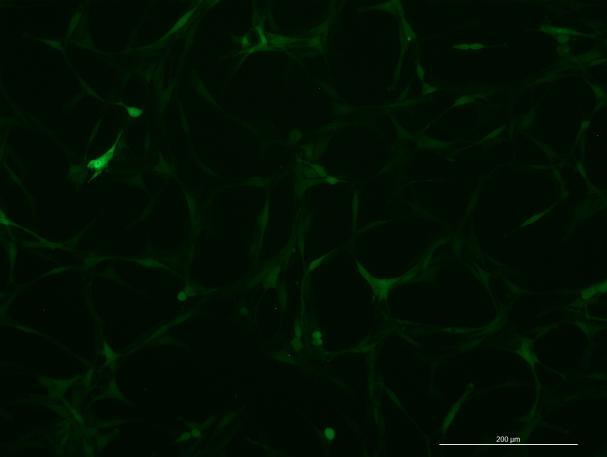 OriCell™ SD Rat Bone Marrow Mesenchymal Stem Cells With GFP&Luciferase