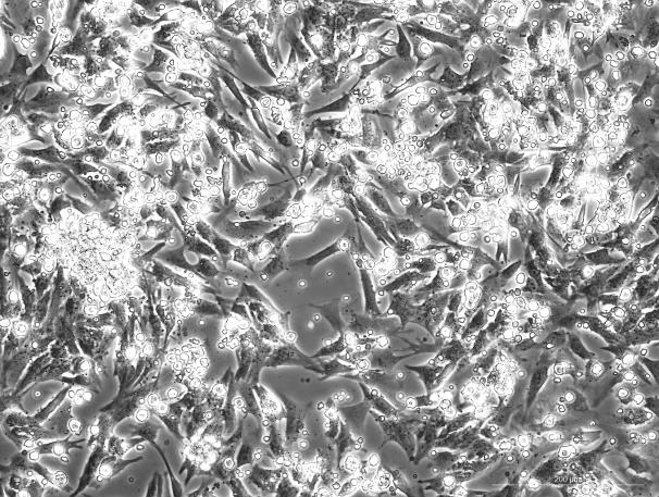 SD Rat Myocardial Cells