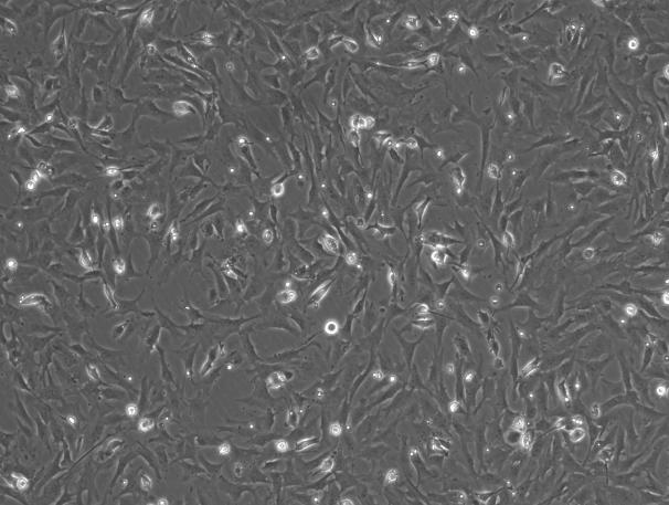 SD Rat Myocardial Fibroblasts