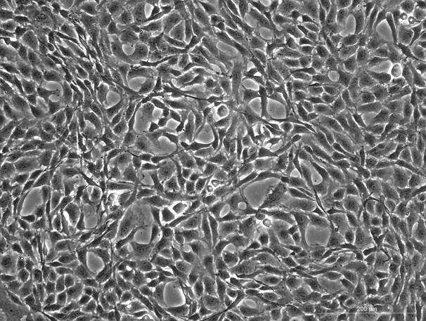 SD Rat Costal Chondrocytes