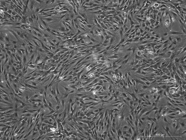 SD Rat Skin Fibroblasts