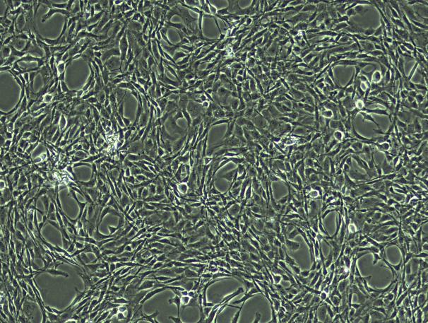 SD Rat Thoracic Chondrocytes