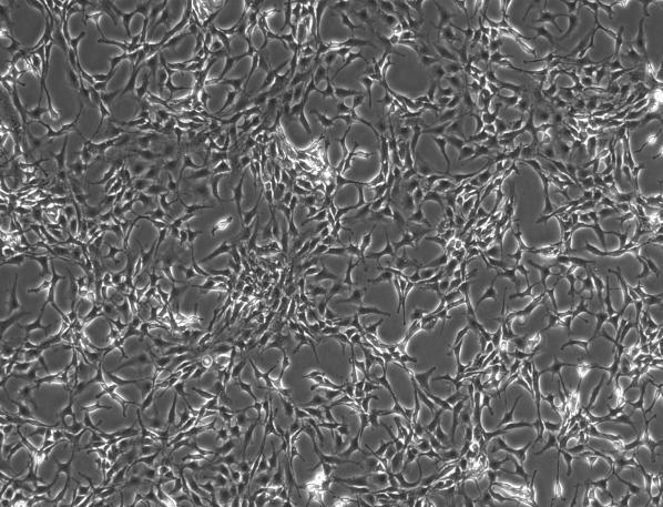 Tendon Stem Cells