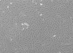 OriCell™ Wistar Rat Adipose-derived Mesenchymal Stem Cells