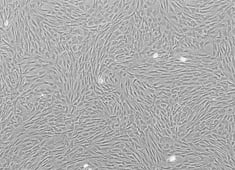 OriCell™ Wistar Rat Bone Marrow Mesenchymal Stem Cells