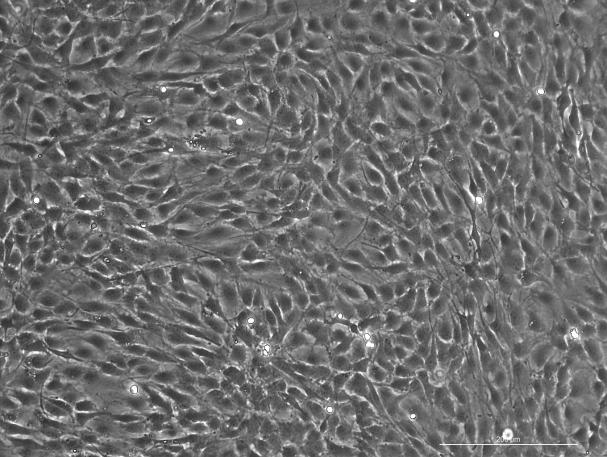 Wistar Rat Tendon Stem Cells-RAWTA-01001
