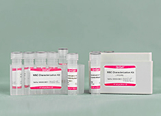 MSC Characterization Kit (Rat)-RAXMX-09011