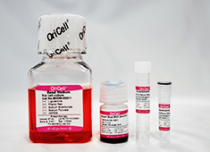 Chondrogenic Differentiation Medium For Rat Bone Marrow Mesenchymal Stem Cells
