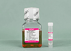 RAXNF-90011 OriCell™ Serum Free Medium For Rat Neural Stem Cells