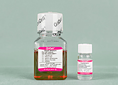 Astrocyte Differentiation Medium For Rat Neural Stem Cells