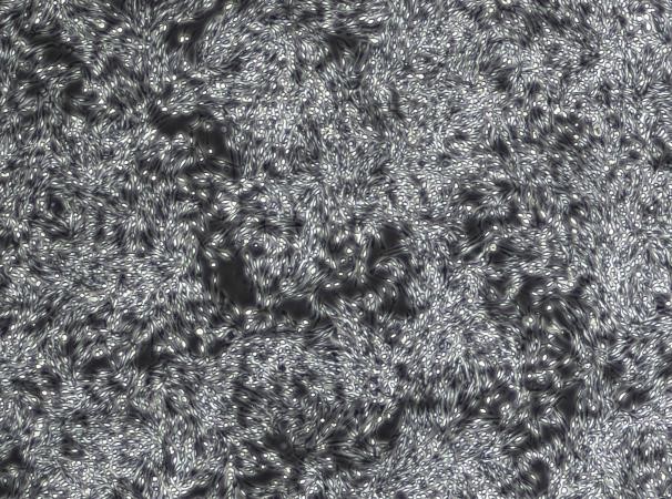 OriCell™ RBL-2H3 Rat Basophilic Leukemia Cell Line