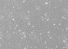 OriCell™ Rabbit Adipose-derived Mesenchymal Stem Cells