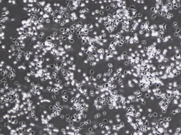 OriCell™ RLE-6TN Rat Alveolar Type II Cell Line