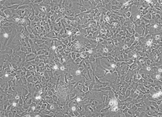 OriCell™ SD Rat Cortical Astrocytes-SCCAC-00001