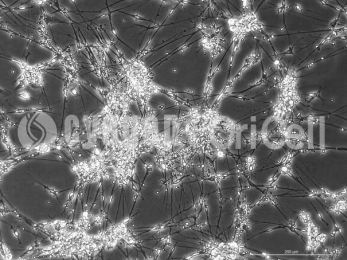 Rat Dorsal Root Ganglion Neuron Cells-SDDRG-00001