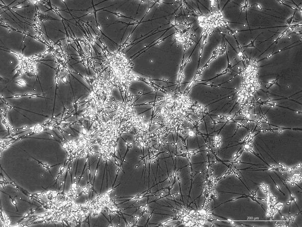 Rat Dorsal Root Ganglion Neuron Cells-SDDRG-00001