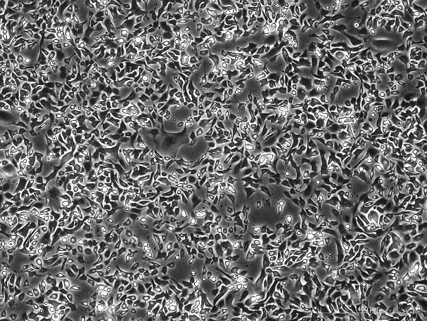 OriCell™ SHZ-88 Rat Breast Cancer Cell Line
