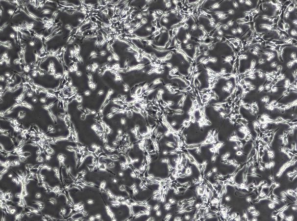 OriCell™ STO Mouse Embryonic Fibroblast Cell Line