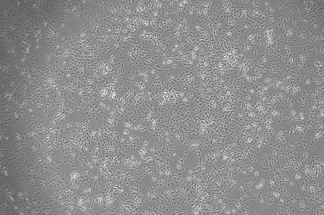 OriCell™ SV40 MES 13 Mouse Glomerular Mesangial Cell Line