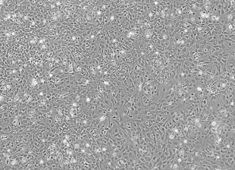 Wistar Rat Cortical Astrocytes