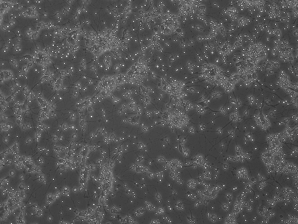 OriCell™ Wistar Fetal Rat Cortical Neurons-WCCFN-00001