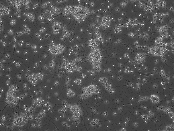 OriCell™ Wistar Fetal Rat Hippocampal Neurons-WHCFN-00001