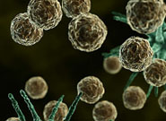 Wild-type Cell Lines