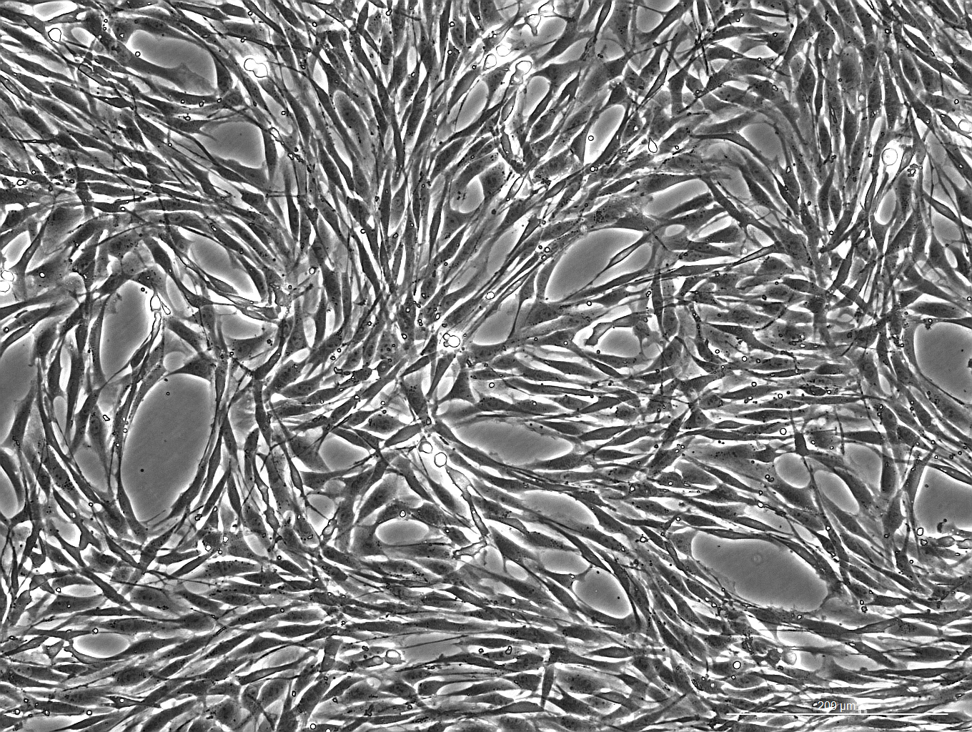 OriCell™ SD Rat Bone Marrow Mesenchymal Stem Cells