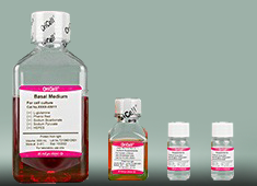 OriCell™ Complete Medium For Human Umbilical Vein Endothelial Cells-HUVEC-90011